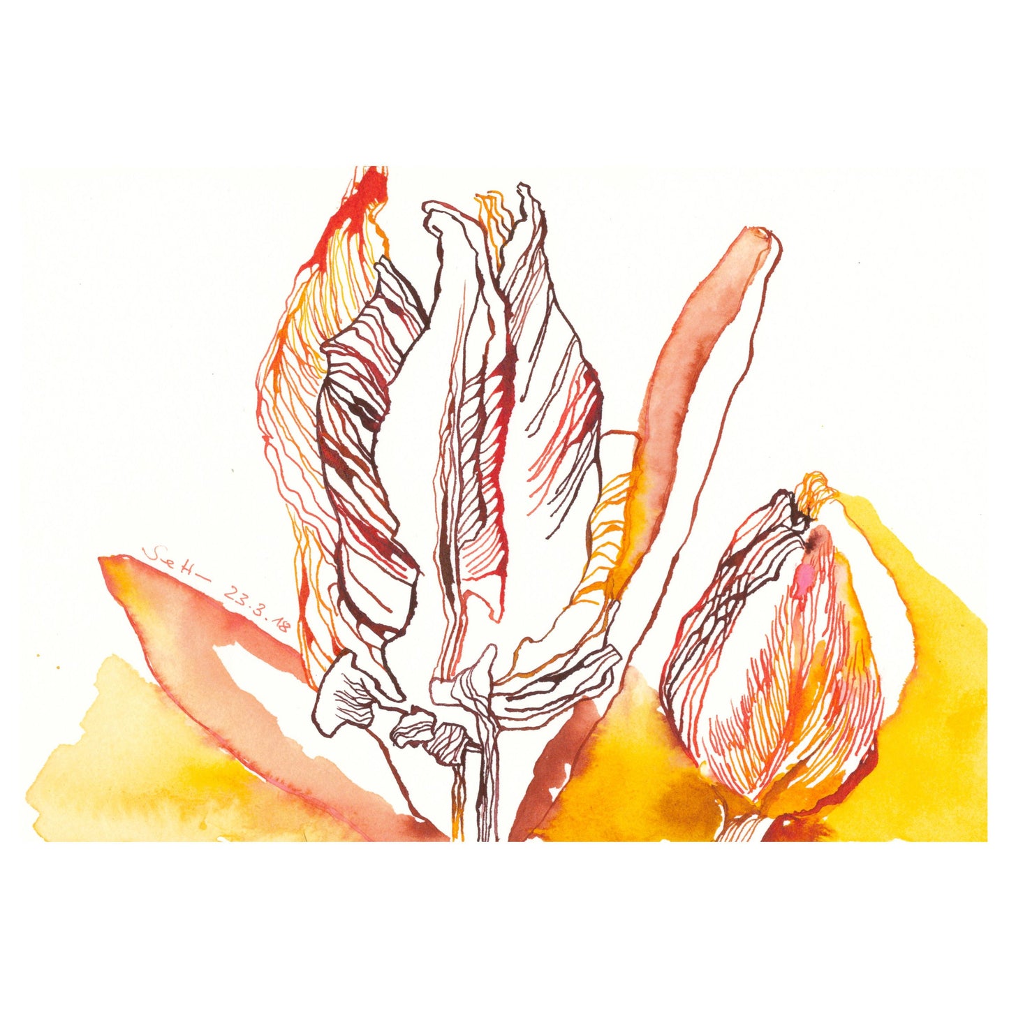 Tulip buds, 2018