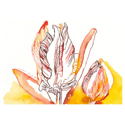 Tulpen Knospen, 2018