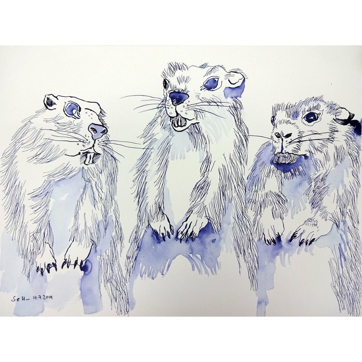 Three funny, sociable marmots from the mountains, 2019